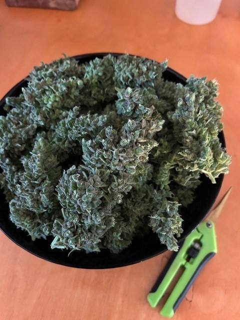 Auto Cocopopo Outdoors. Week 11
