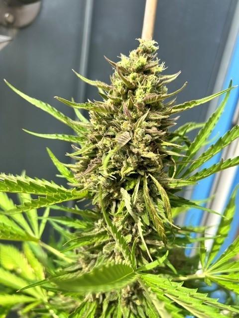 Permanent Jealousy XL Auto. Week 11