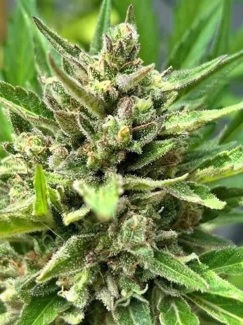 Permanent Jealousy XL Auto. Week 11