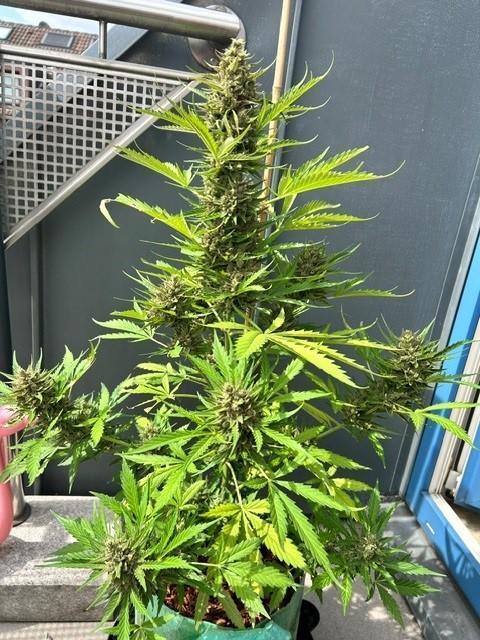 Permanent Jealousy XL Auto. Week 11