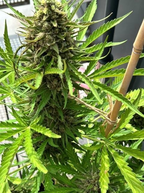 Permanent Jealousy XL Auto. Week 11