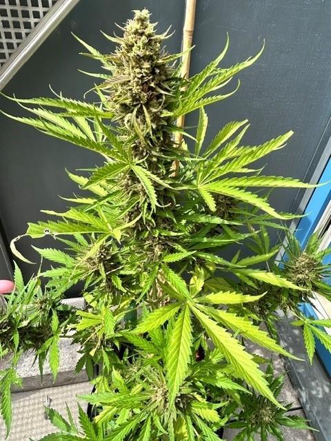 Permanent Jealousy XL Auto. Week 11