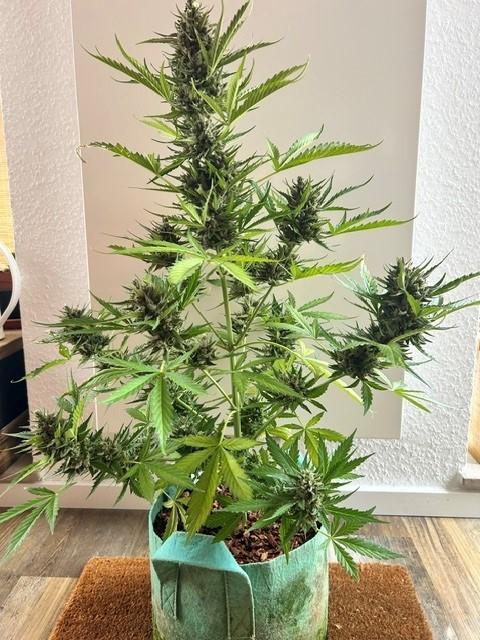 Permanent Jealousy XL Auto. Week 11