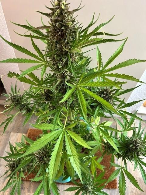 Permanent Jealousy XL Auto. Week 11