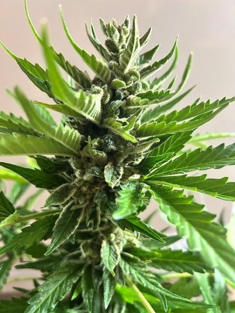 Jack 47 XL Auto. Week 12