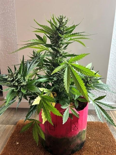 Jack 47 XL Auto. Week 12