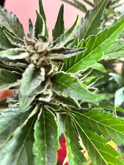 Jack 47 XL Auto. Week 12