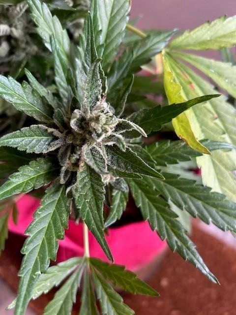 Jack 47 XL Auto. Week 12