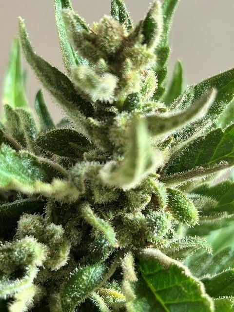 Jack 47 XL Auto. Week 12