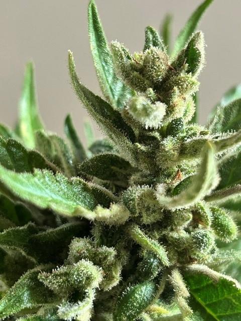 Jack 47 XL Auto. Week 12