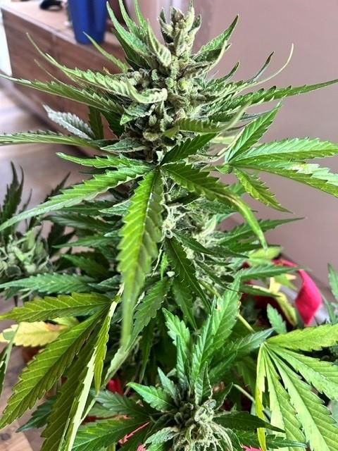 Jack 47 XL Auto. Week 12