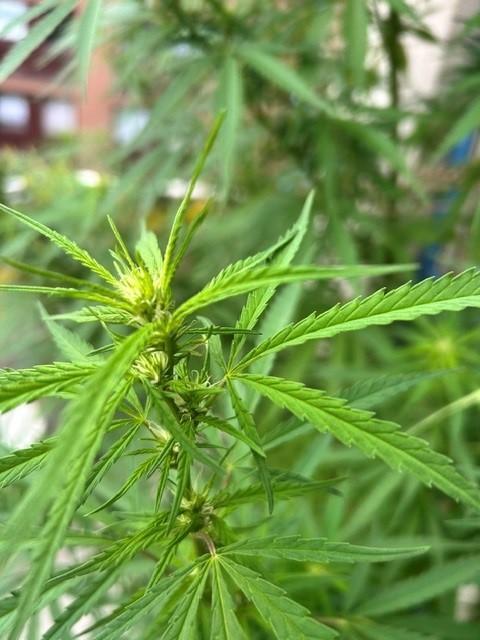 Desert Skunk. Week 13