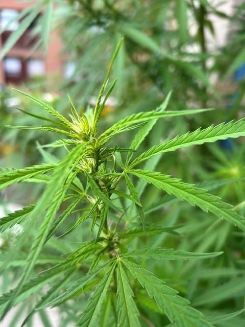 Desert Skunk. Week 13