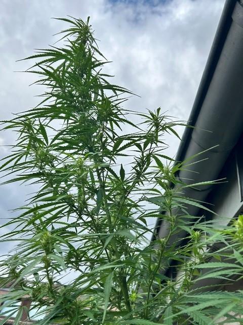 Desert Skunk. Week 13