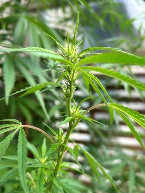 Desert Skunk. Week 13