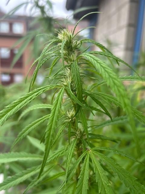 Desert Skunk. Week 14