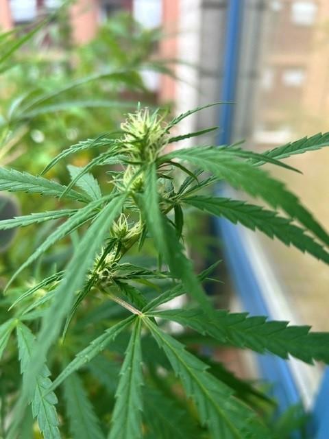 Desert Skunk. Week 14