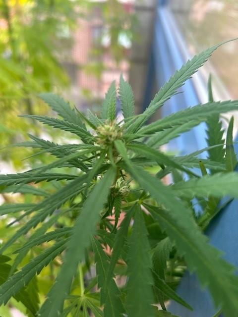 Desert Skunk. Week 14