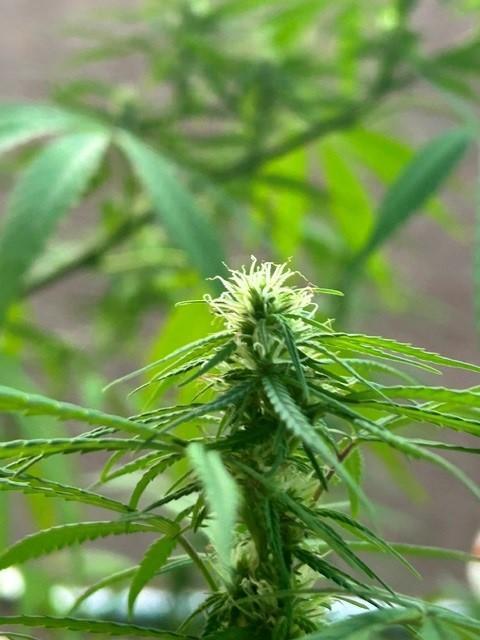 Desert Skunk. Week 15
