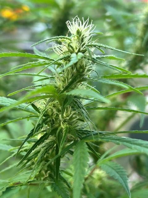 Desert Skunk. Week 15