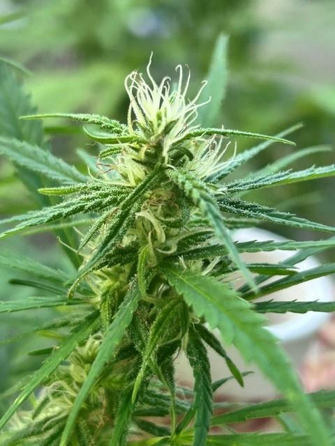 Desert Skunk. Week 15