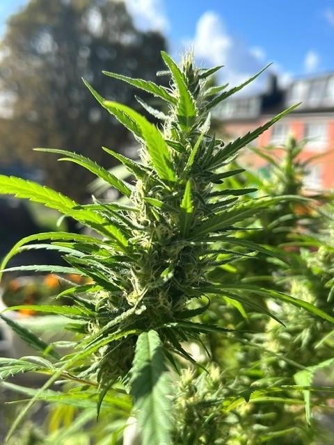 Desert Skunk. Week 17