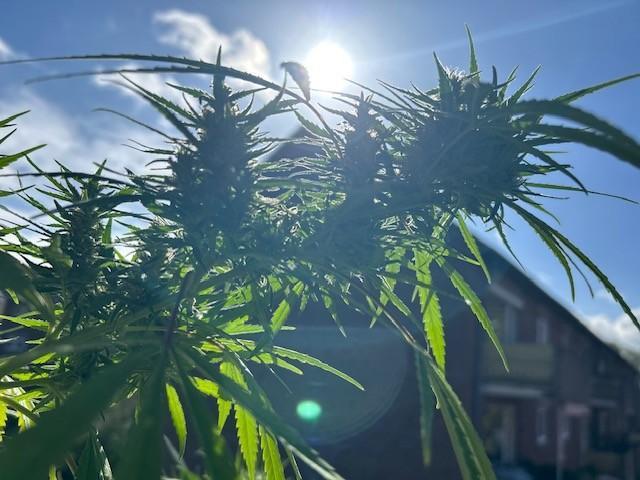Desert Skunk. Week 17