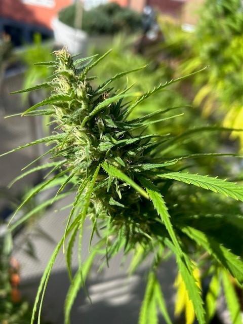 Desert Skunk. Week 17
