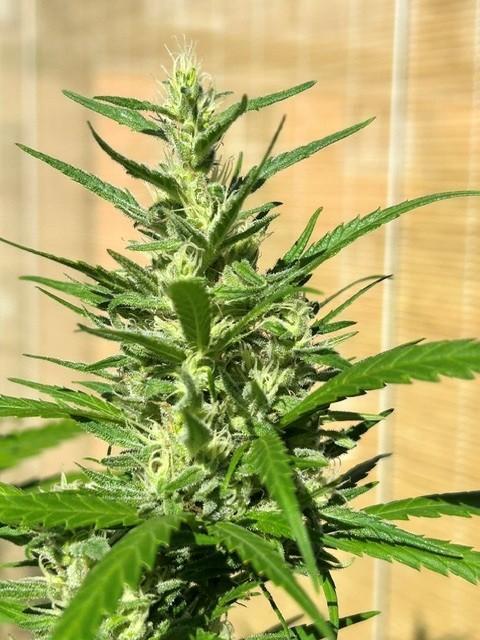 Desert Skunk. Week 17