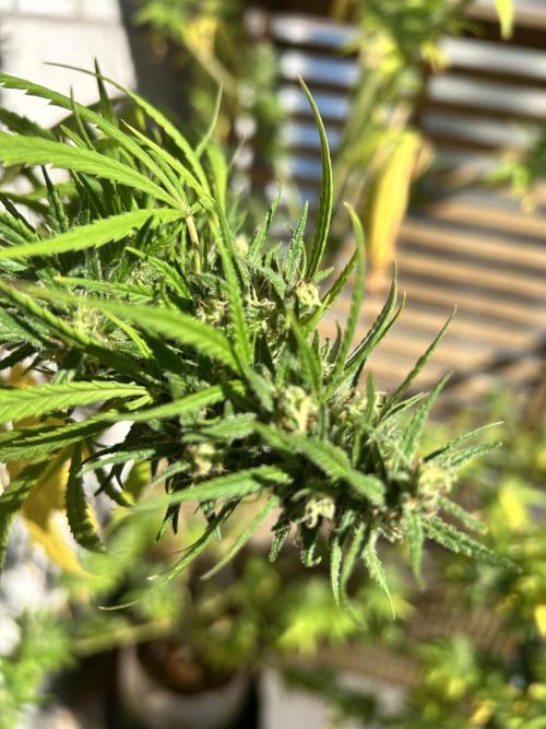 Desert Skunk. Week 18