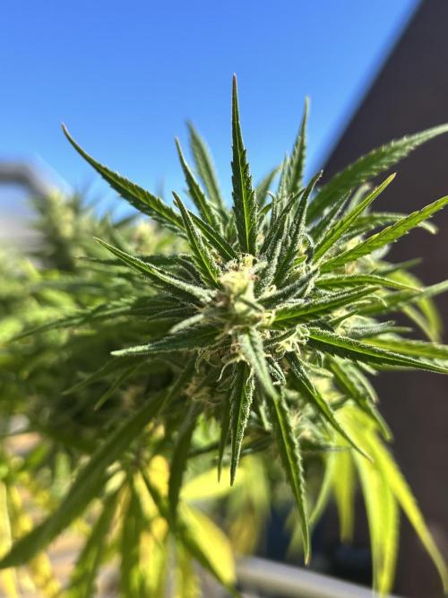 Desert Skunk. Week 18