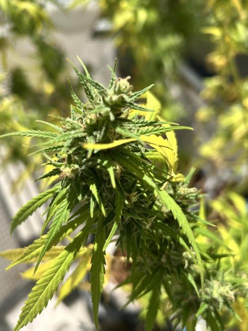 Desert Skunk. Week 18