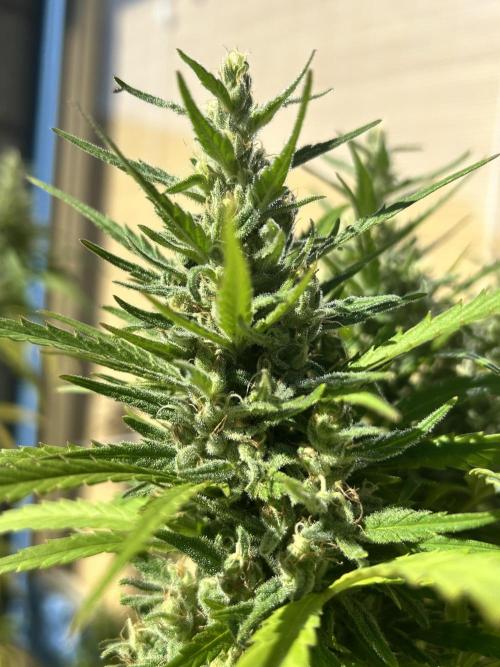 Desert Skunk. Week 18