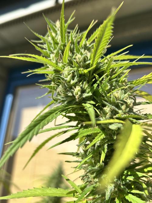 Desert Skunk. Week 18