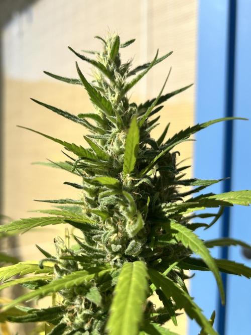 Desert Skunk. Week 18