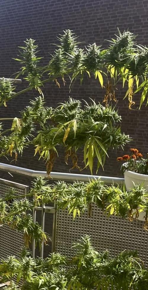 Desert Skunk. Week 20