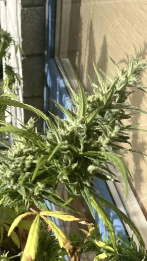 Desert Skunk. Week 20