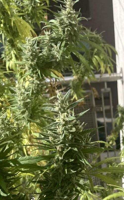 Desert Skunk. Week 20