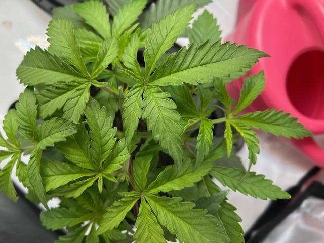 Psicodelicia indoors. Week 4