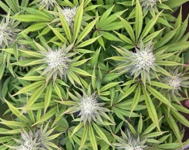 Psicodelicia. Week 11