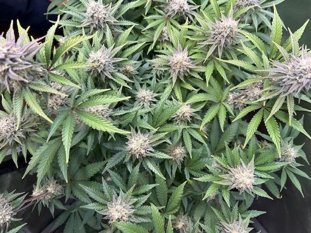 Psicodelicia. Week 13