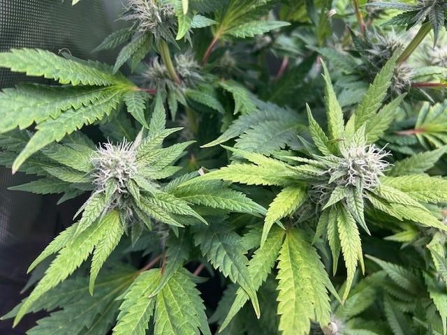 Psicodelicia. Week 11