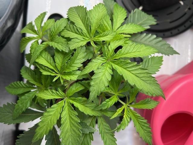Psicodelicia indoors. Week 4