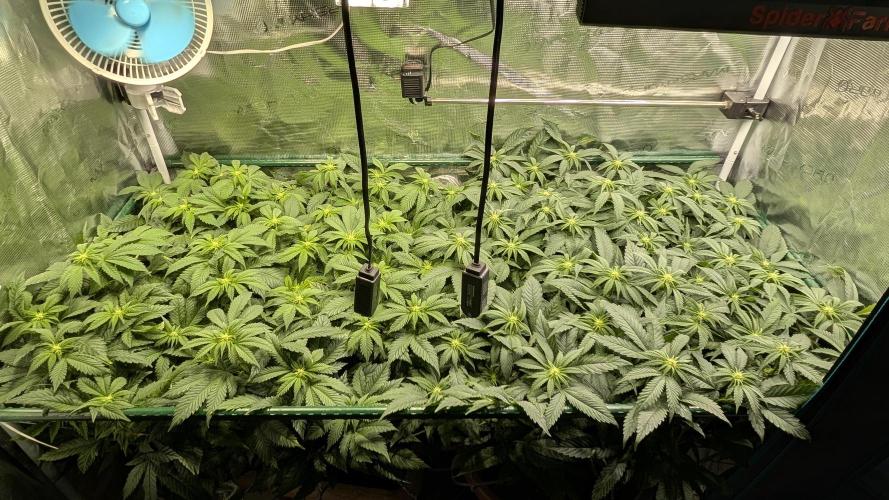 Living soil. Week 12