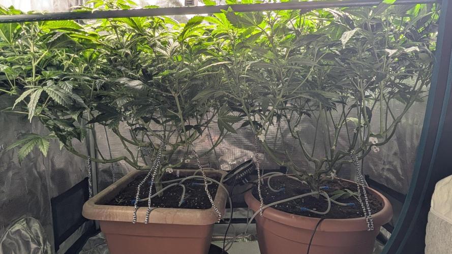 Living soil. Week 12