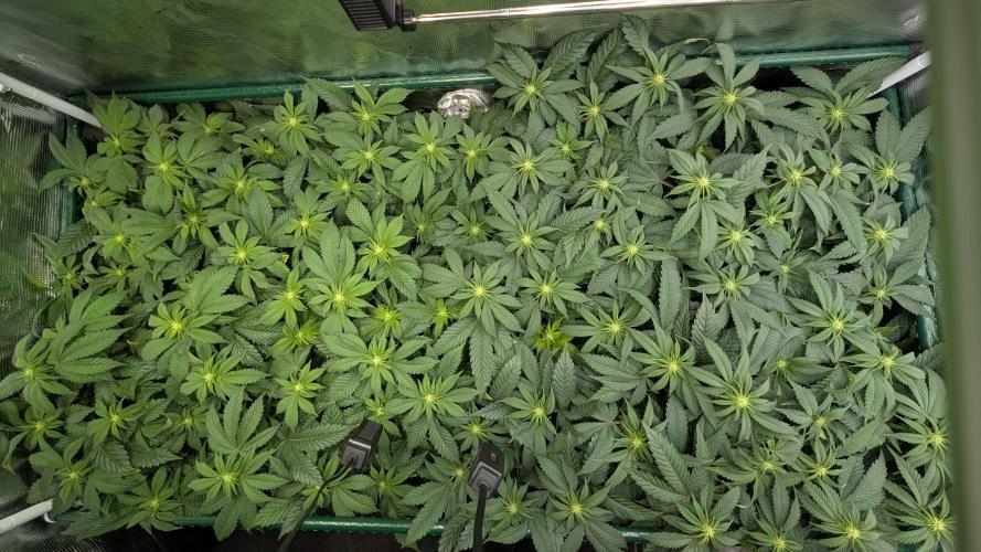 Living soil. Week 12