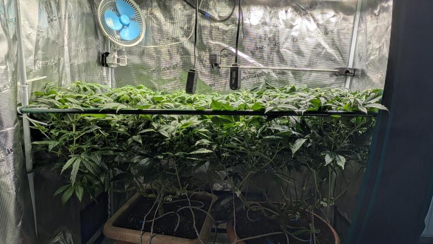 Living soil. Week 12