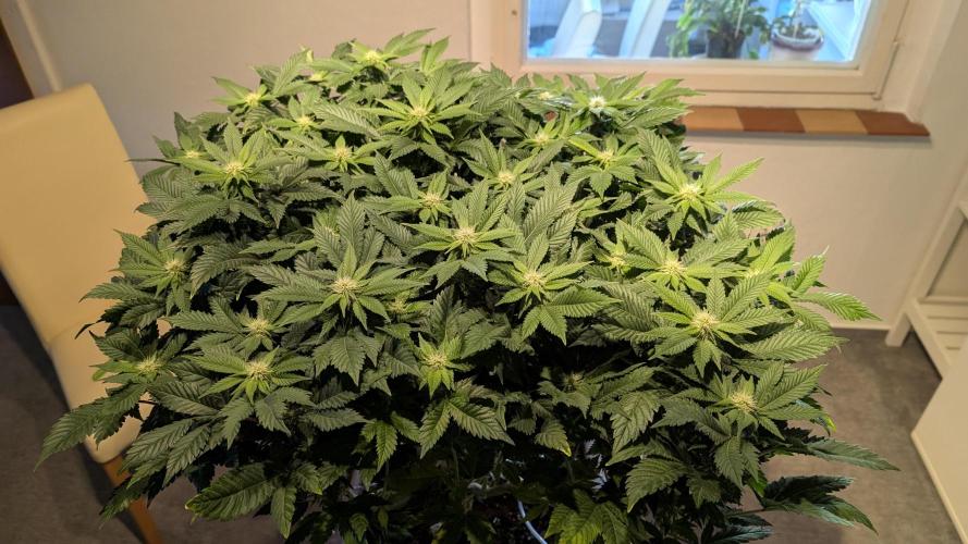 Living soil. Week 13