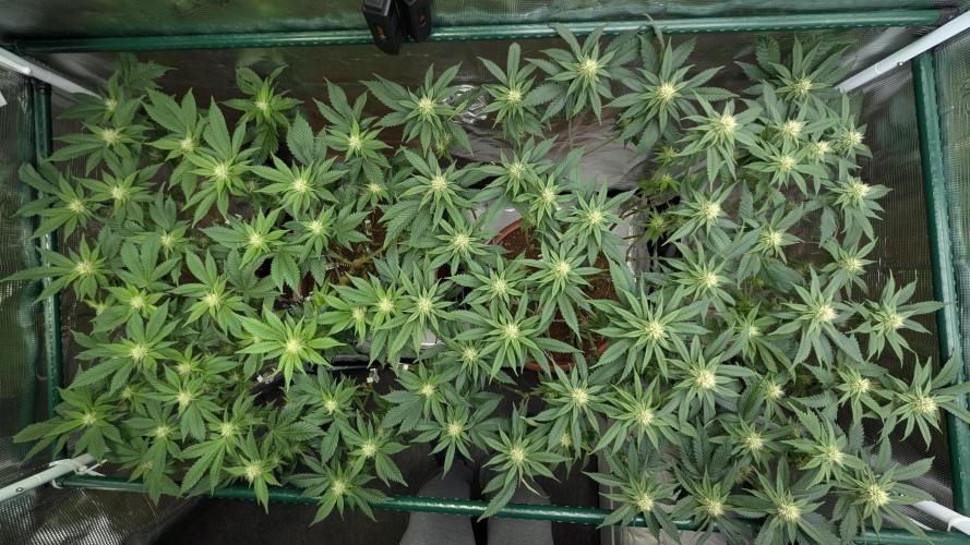 Living soil. Week 13