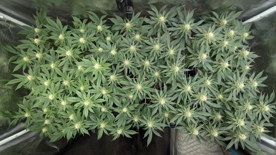 Living soil. Week 14